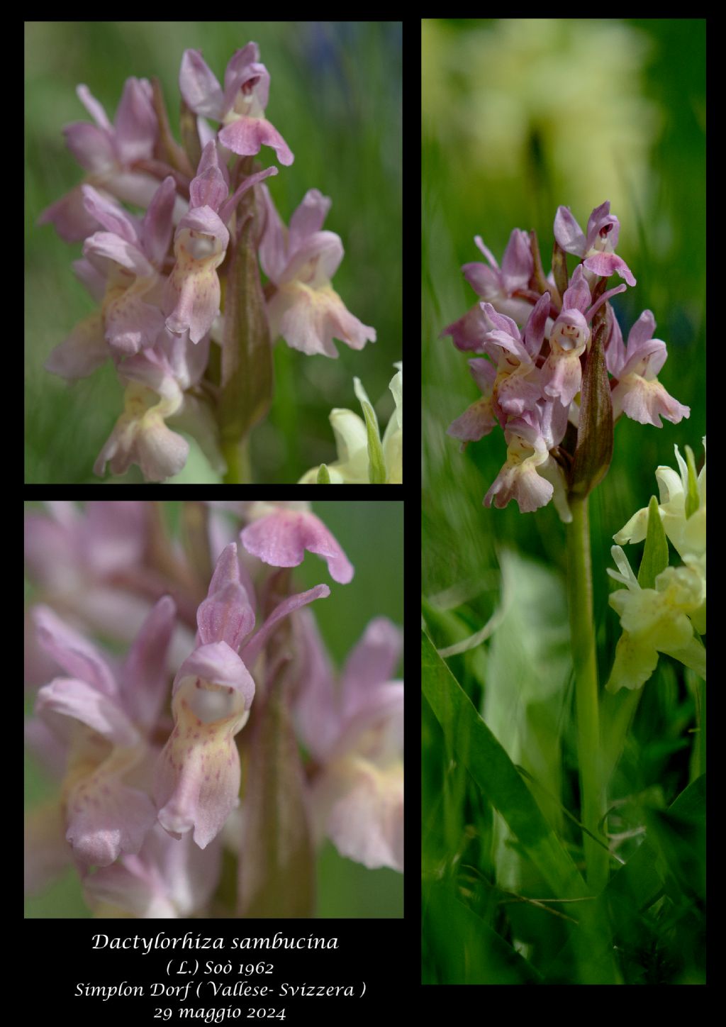 Dactylorhiza sambucina